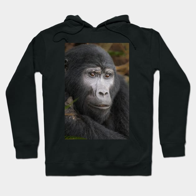 Gorilla II Hoodie by njones